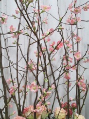 pink quince
